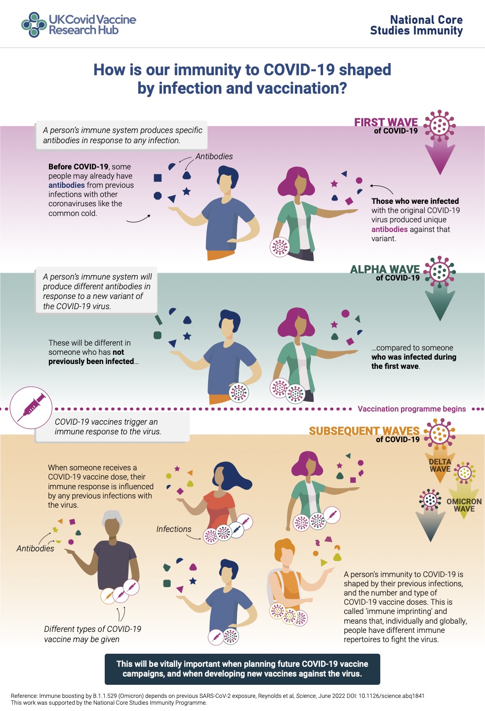 Infographic explaining concept of immune imprinting
