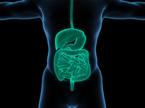Image of the human gut