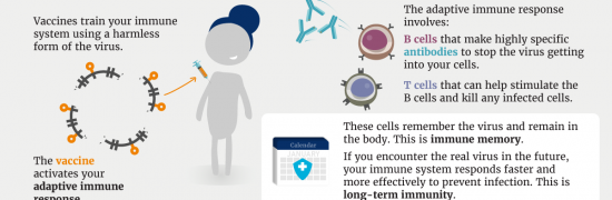 Infographic about COVID-19, long-term immunity and vaccines